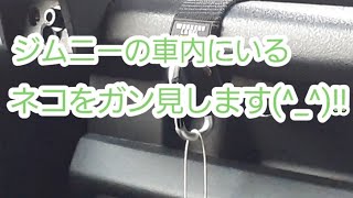 新型ジムニーの車内にいるネコをガン見します!!