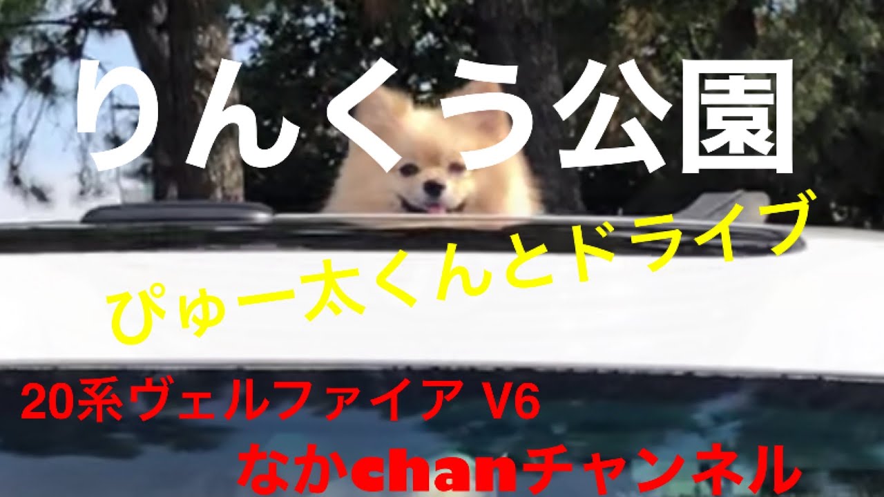 20系ヴェルファイア V6 りんくう公園　ポメラニアンぴゅー太くん　はじめて海をみた　なかchanチャンネル