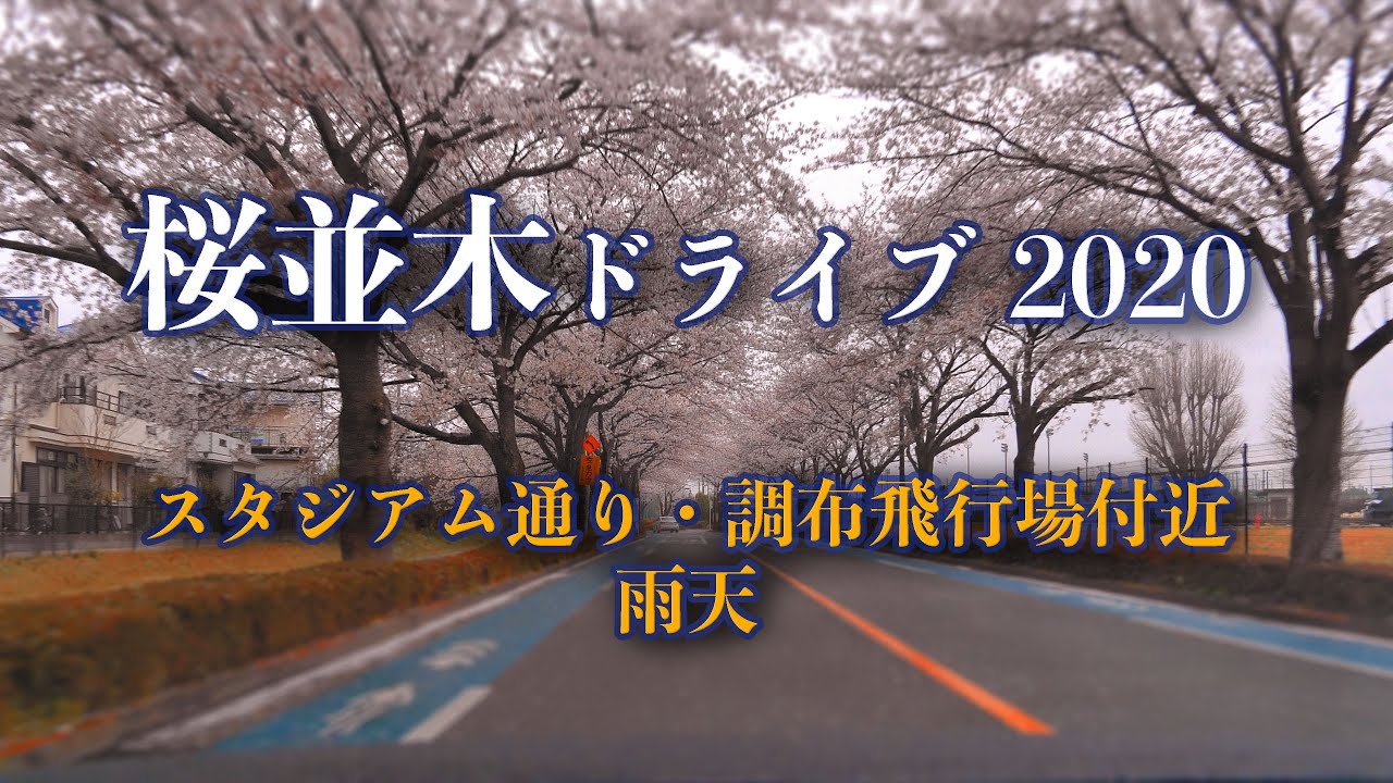 桜並木ドライブ 2020 スタジアム通り - 調布飛行場付近 BGM [車載動画 2020/03] 東京都