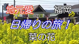 ステップワゴンの旅　その73　菜の花の原鶴温泉道の駅バサロ