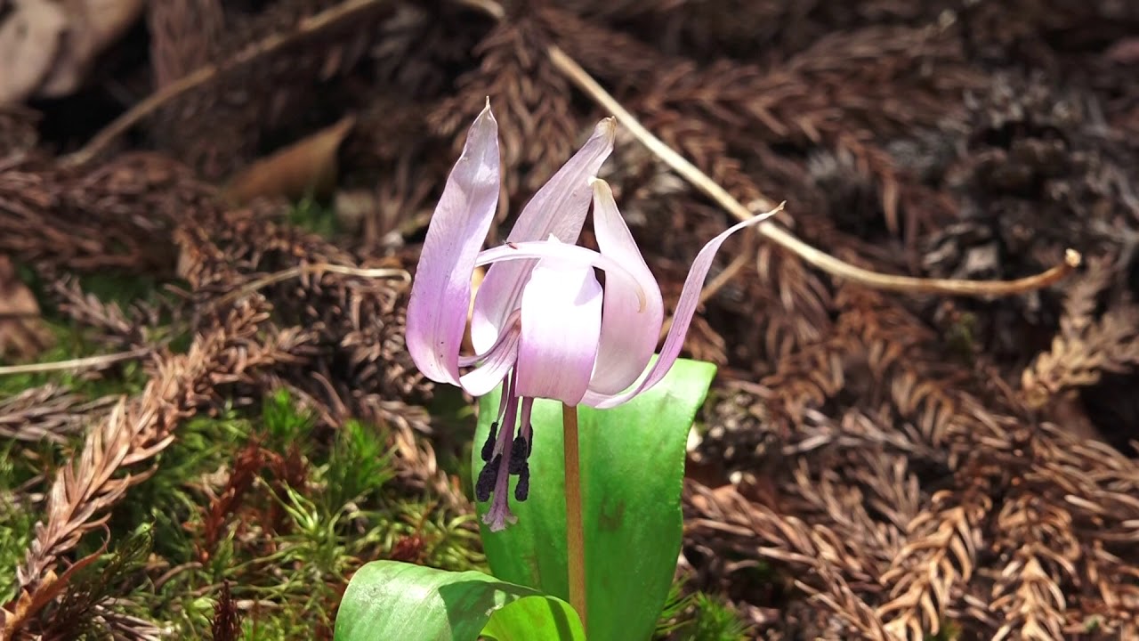 861 住友フォレスターハウス　カタクリの花