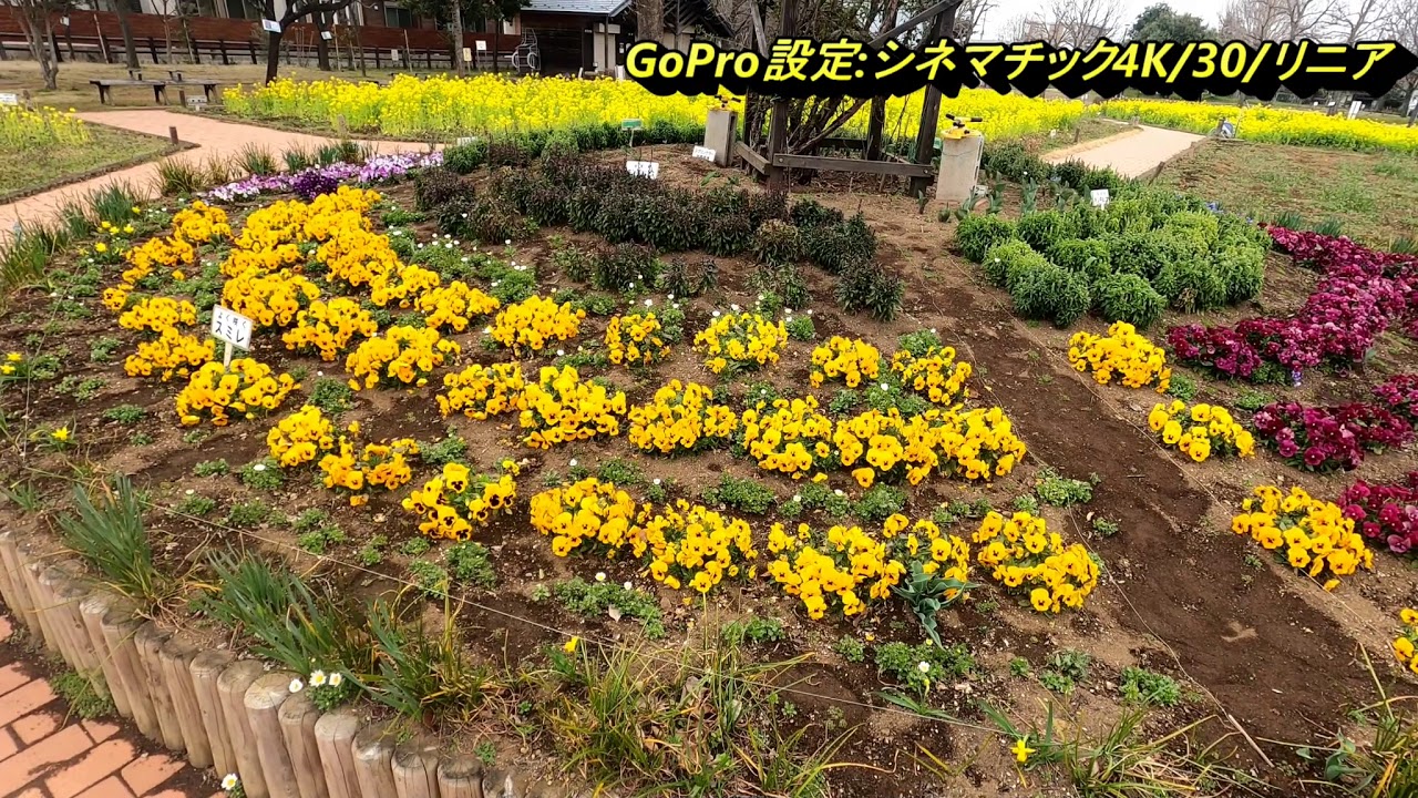 【シエンタ】に乗ってGoProでお花を撮影に