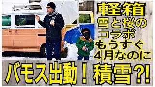 HONDA バモス　軽箱　もうすぐ4月なのに積雪⁉︎ 桜と雪のコラボ　四駆スタッドレスのバモスで出動