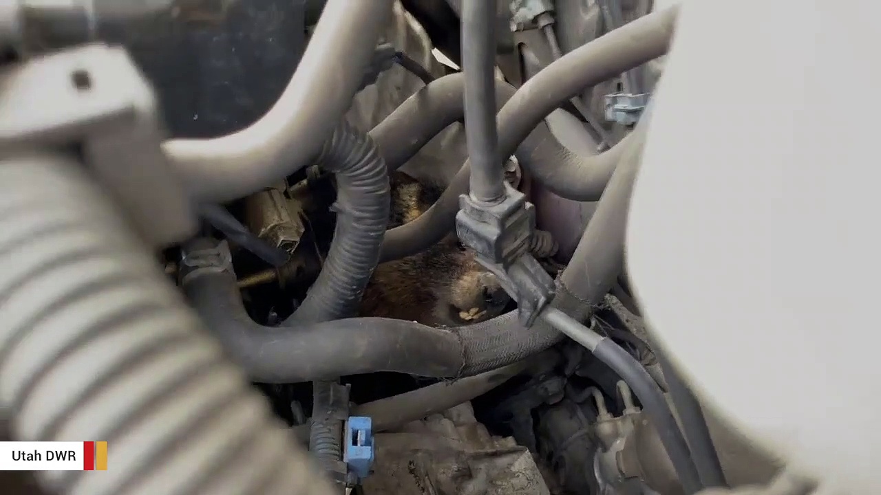 Strange Car Sound Turns Out To Be Marmot Stuck In Engine Bay