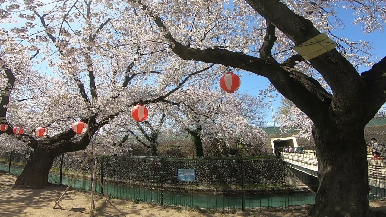 アルト乗りの+卵色師匠のお花見祭り@前橋城址公園へ
