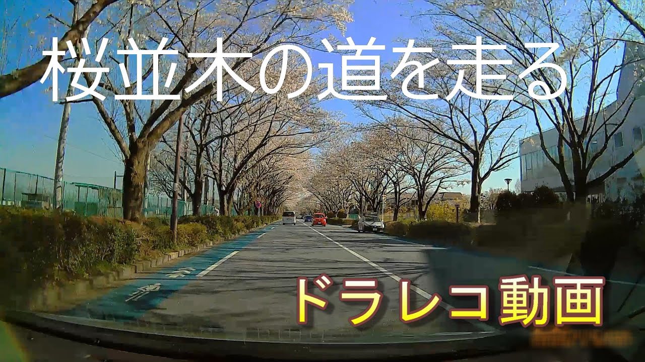 桜並木の道を走る（ドライブレコーダー動画）