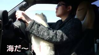 【犬の癒し動画】コペンに乗って海までドライブ🚗💕💨