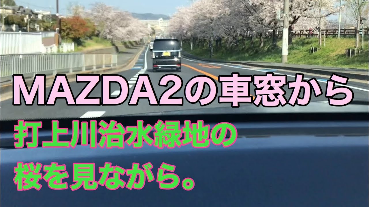 【マツダ2】MAZDA2の車窓から。打上川治水緑地の桜を見ながら。。。