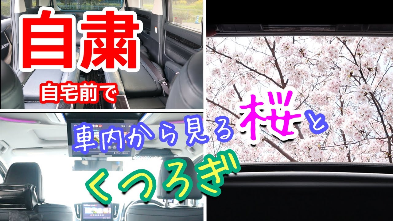アルファード 3.5SC【自粛】自宅前で　車内から見る桜とくつろぎ