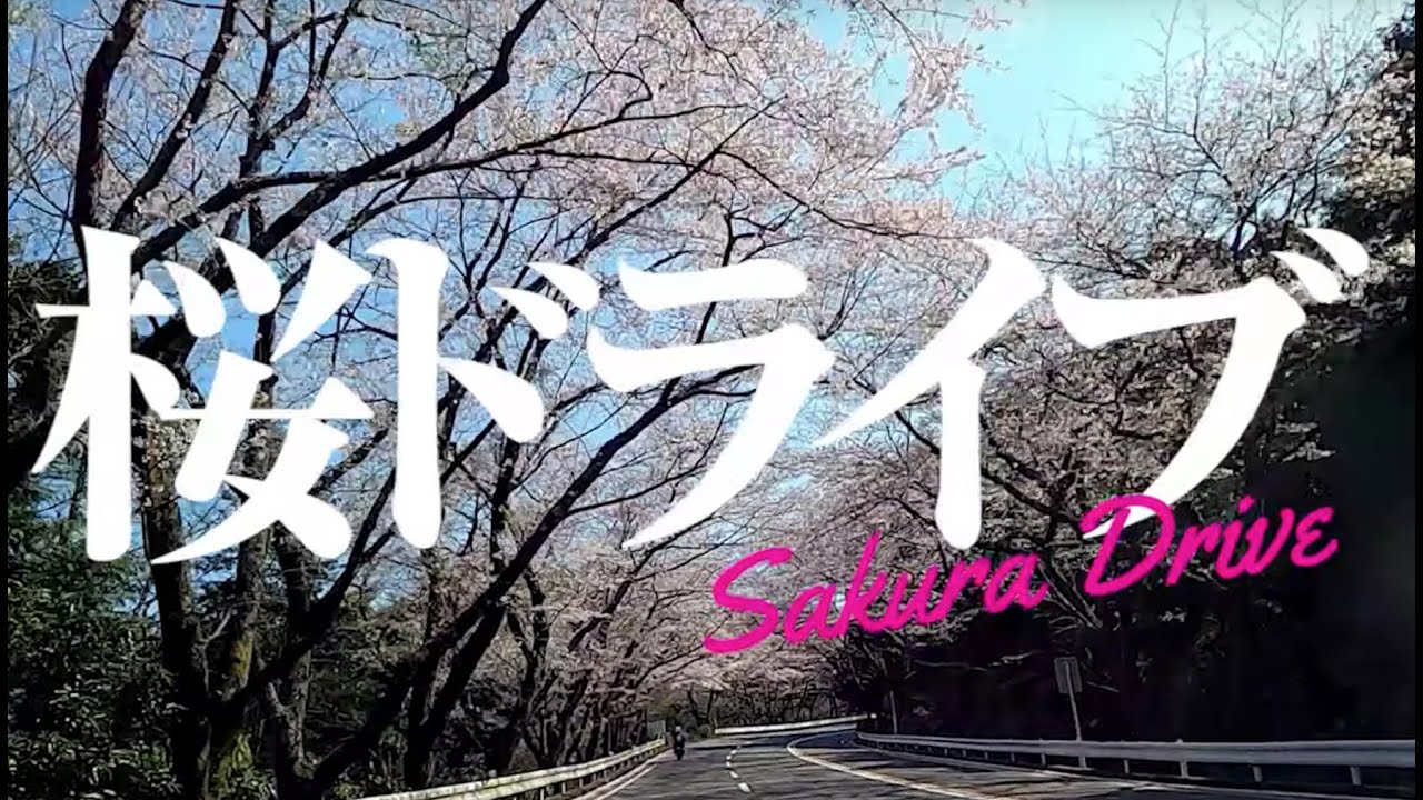 【MAZDA3】超綺麗！桜を見にターンパイク箱根をドライブ！【車の中で花見】