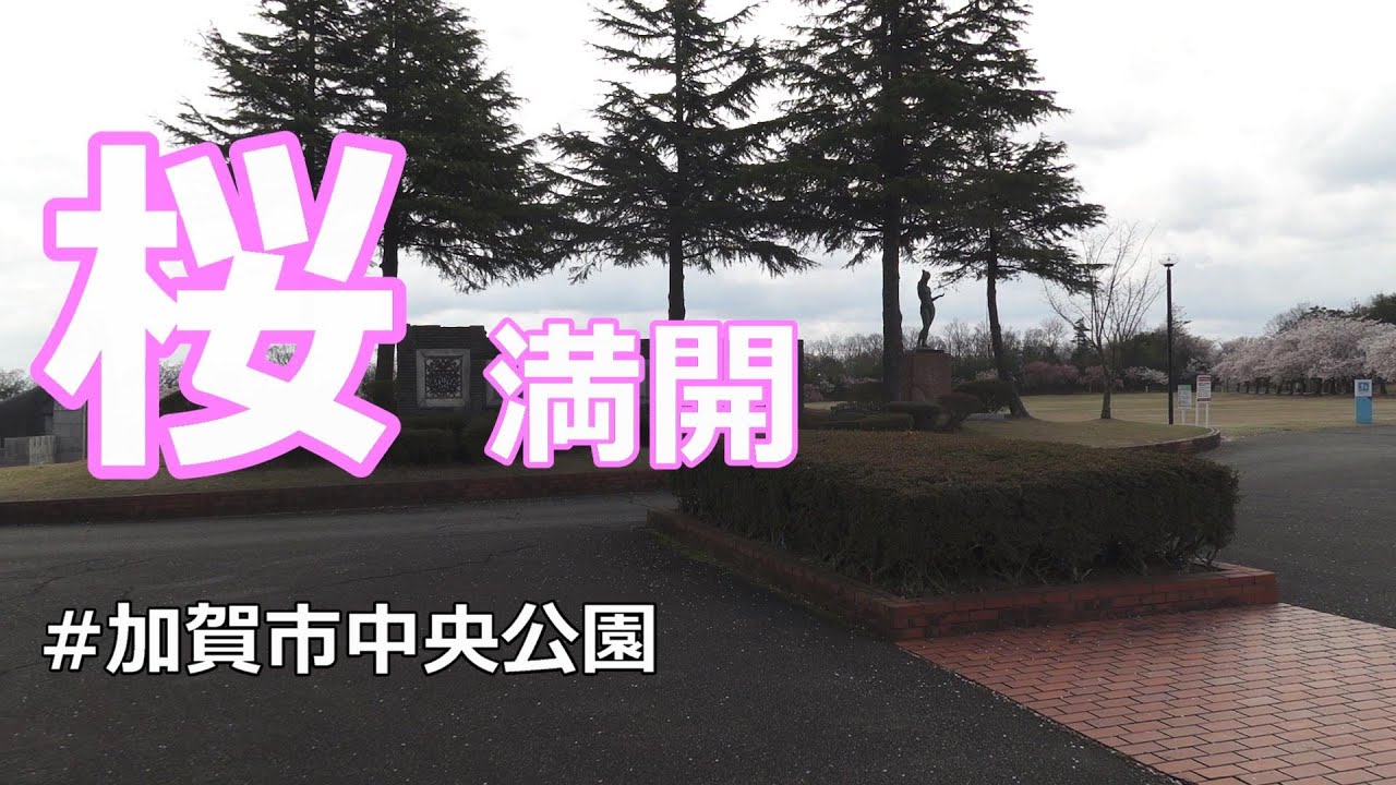 加賀市中央公園に桜を見にドライブ。 // オデッセイ アブソルート RB3