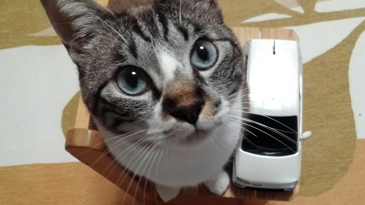 にゃんず(=^・^=)対決！マリン😹VSアルトワークスHA36S(トイラジコン)　マフラーカッターの紹介 ダイハツキャストスタイル