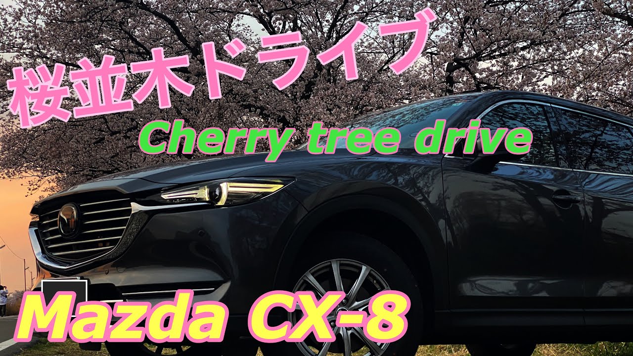 mazda CX-8で桜並木をドライブしました　　I drove a row of cherry trees with mazda CX-8