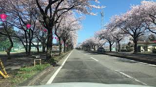 ホンダカーズ野崎近くの桜並木
