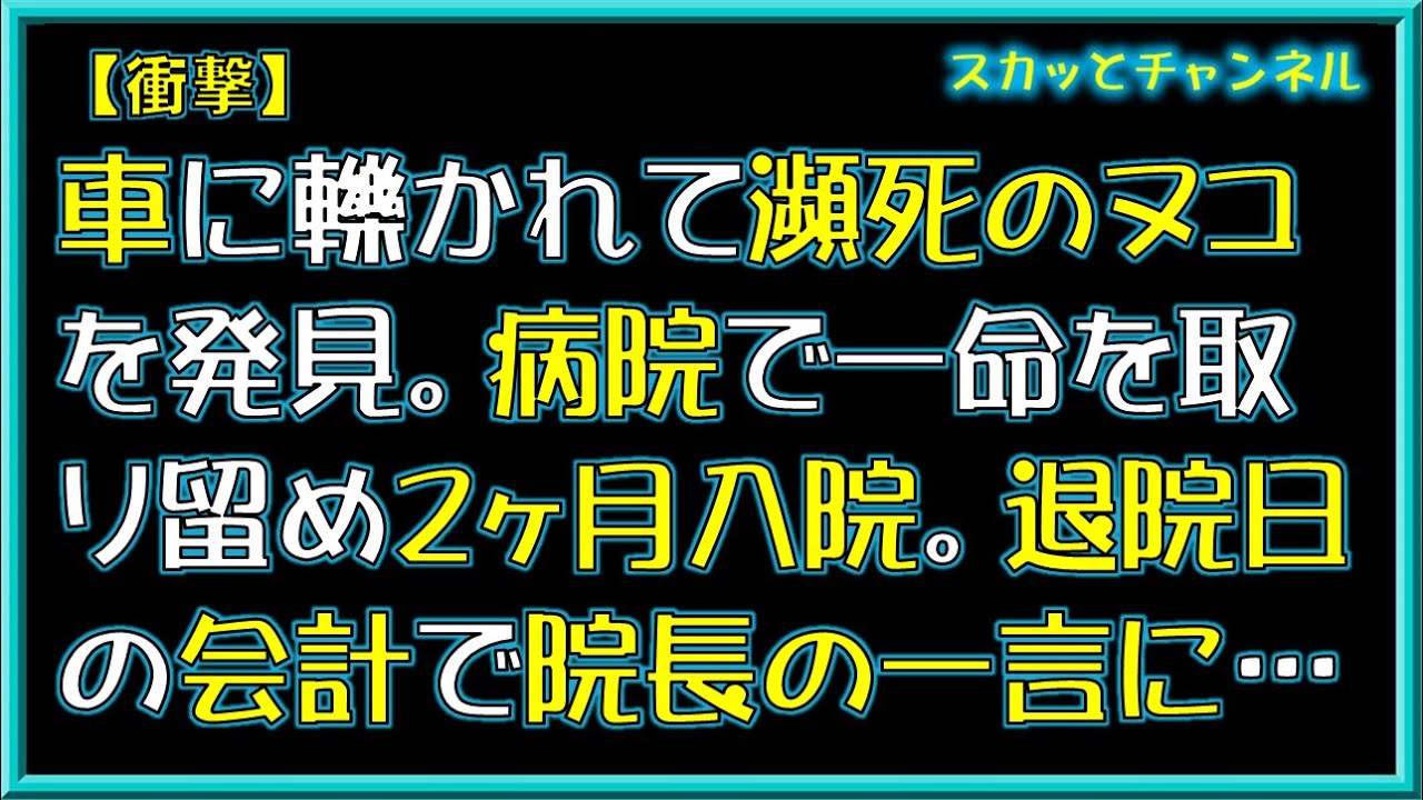 【衝撃】車に轢かれて瀕死のヌコを発見。病院で一命を取り留め２ヶ月入院。退院日の会計で院長の一言に