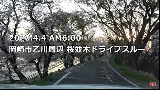”桜満開”岡崎市乙川周辺桜並木ドライブスルー動画