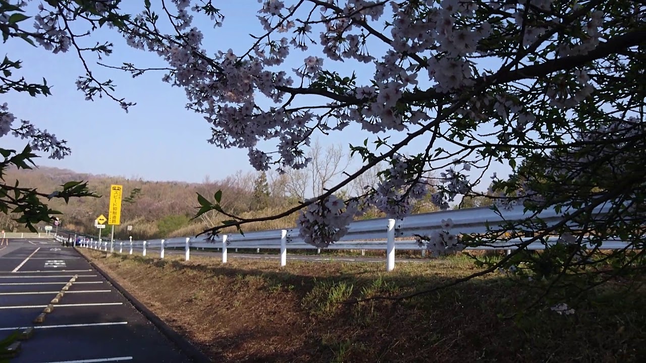 朝日峠駐車場の桜と鶯の鳴き声