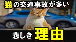 【衝撃】猫の交通事故が多い理由には猫の○○が関係していた！