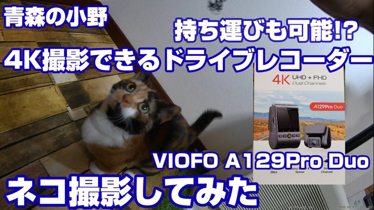 4Kドライブレコーダーで家のネコ撮影してみた。VIOFO A129ProDuo