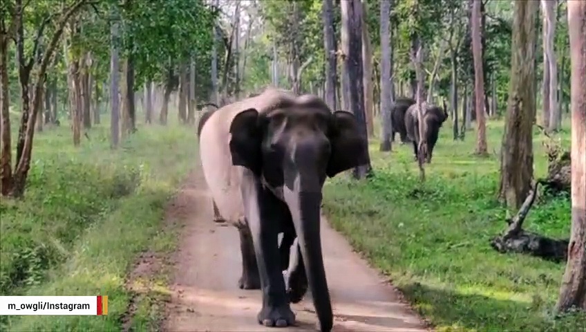 Elephants Chase Vehicle In Tense Video