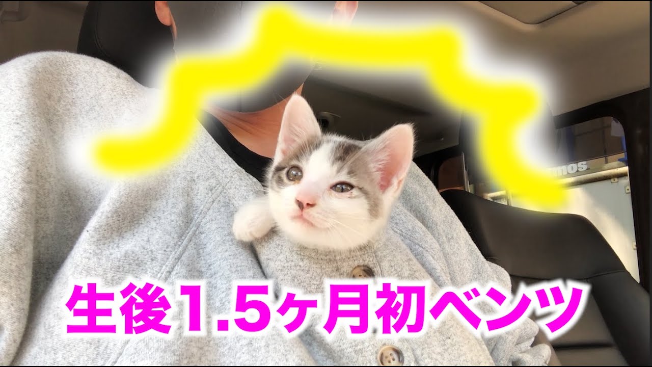 【保護猫】子猫の病院帰りにベンツドライブ/結局車中で寝るワンパクぴろりん/driving cute cat