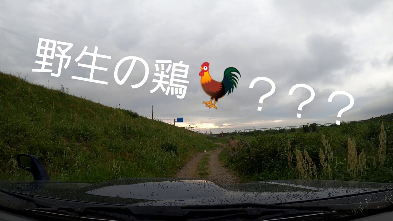 紀ノ川河川敷で交通トラブル？野生の鶏🐓？？？(ジムニー遊び！)(ドライブレコーダー)