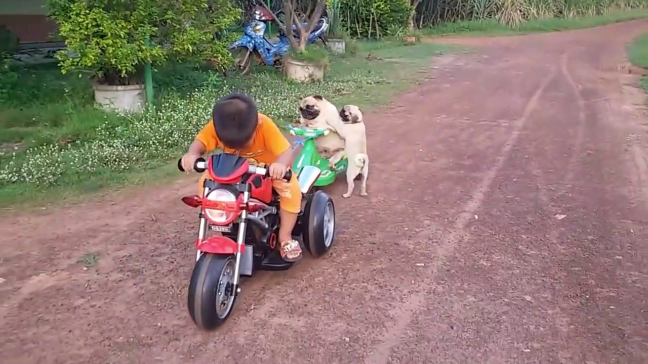 Pug Puppy Wants Back On The Motorcycle