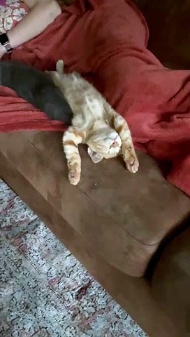 Comfortable Orange Kitty Splays Out