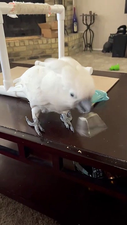 Excited Cockatoo Rings Bell