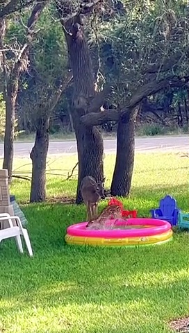 Fawn Tries The Kiddie Pool