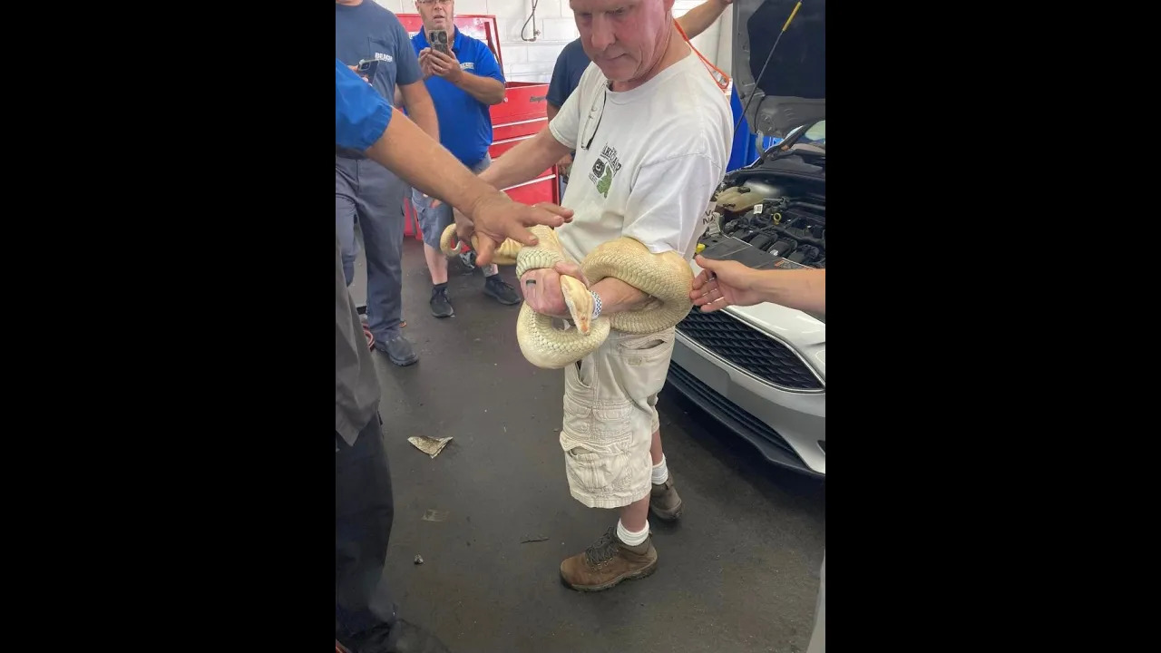 Shocking moment Florida mechanics pull 8-foot-long boa constrictor from car engine